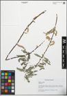 Foto von Salix excelsa S. G. Gmel.